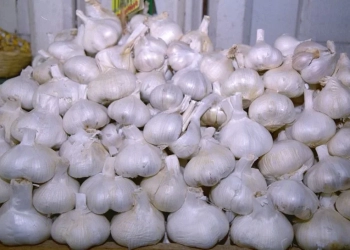 "El ajo", el condimento reconocido mundialmente con poder antioxidante