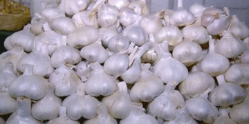"El ajo", el condimento reconocido mundialmente con poder antioxidante