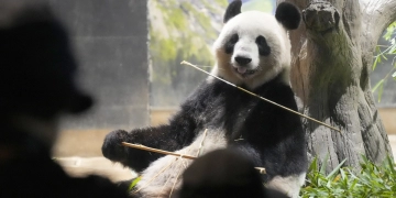 ¡Tristemente! Japoneses dicen adiós a popular pareja de pandas que regresa a China