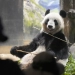 ¡Tristemente! Japoneses dicen adiós a popular pareja de pandas que regresa a China