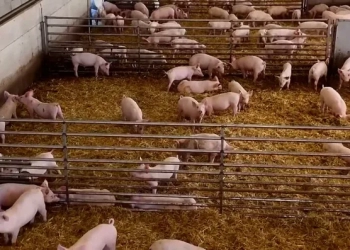 Peste porcina amenaza preciada producción de jamón serrano en Italia