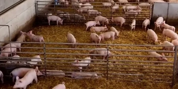 Peste porcina amenaza preciada producción de jamón serrano en Italia