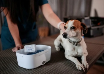 Desarrollan científicos chilenos vacuna reversible para castrar perros