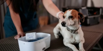 Desarrollan científicos chilenos vacuna reversible para castrar perros