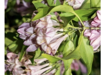 ¡Impresionante! Descubren nueva especie de árbol que atrae polinizadores en Sinaloa