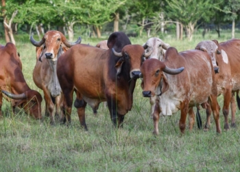 Luchan ganaderos en Tabasco contra inundaciones