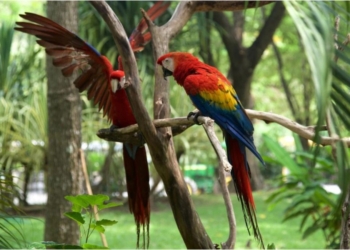 Rehabilitarán espacio destinado a las aves en el YUMKA