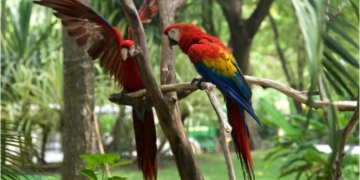 Rehabilitarán espacio destinado a las aves en el YUMKA