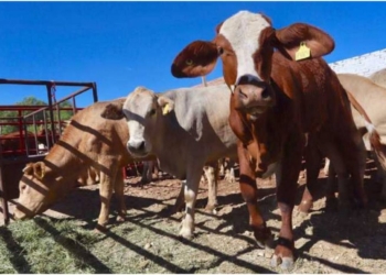 Gobierno de Tabasco buscará ser “Zona A” para exportar ganado al extranjero