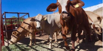 Gobierno de Tabasco buscará ser “Zona A” para exportar ganado al extranjero