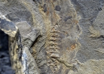 Descubren científicos argentinos renacuajo más antiguo del mundo