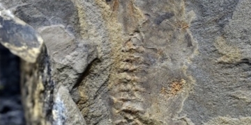 Descubren científicos argentinos renacuajo más antiguo del mundo