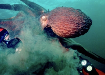 Día Mundial del Pulpo: ¿Porqué se celebra a los maestros del camuflaje?