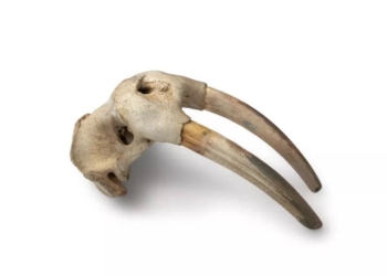 Revelan evidencia de interacción vikingos-inuits, antes de llegada de Colón a América