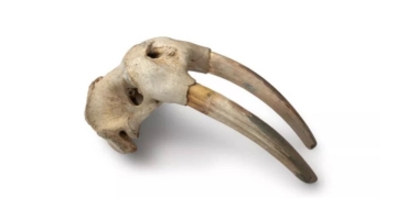 Revelan evidencia de interacción vikingos-inuits, antes de llegada de Colón a América