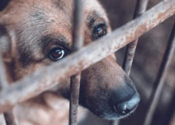 Avanzan en Tabasco sanciones contra el maltrato animal