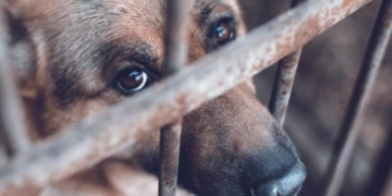 Avanzan en Tabasco sanciones contra el maltrato animal