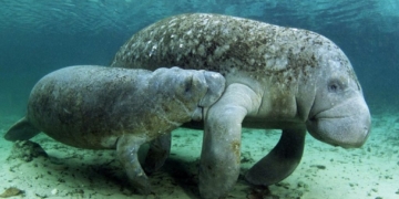 Tendrá Tabasco nueva Reserva Ecológica del Manatí