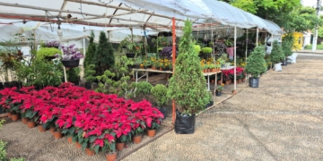 Inicia la instalación de flores de Nochebuena en Villahermosa, Tabasco