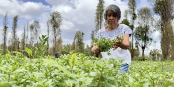 Comienza entrega de recursos atrasados de Producción para el Bienestar