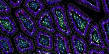 Inteligencia Artificial, capaz de crear la primera célula humana virtual