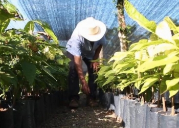 Iniciará el programa estatal "Sembrando Vida" con 20 mil beneficiarios en Tabasco
