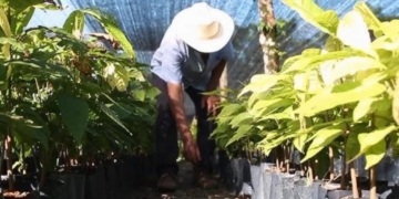 Iniciará el programa estatal "Sembrando Vida" con 20 mil beneficiarios en Tabasco