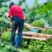 Disminuye producción de plátano por falta de lluvias, informa gobierno de Tabasco