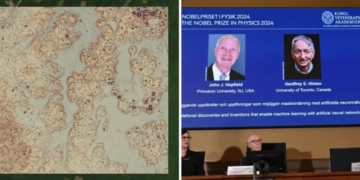 Destacan descubrimientos de microARN y en IA en ciencia este 2024