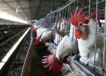 Reportan en EE.UU. primer caso grave de gripe aviar en humanos