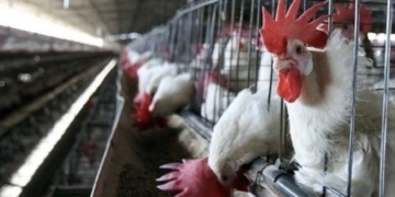 Reportan en EE.UU. primer caso grave de gripe aviar en humanos