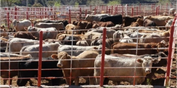 En febrero inicia barrido sanitario ganadero en Tabasco: Javier May