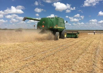 Producción de frijol repunta luego de caída histórica en 2023