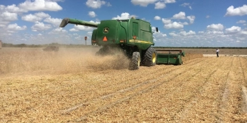 Producción de frijol repunta luego de caída histórica en 2023